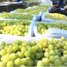 新疆无核白葡萄1.5kg 新鲜吐鲁番无籽青提子水果  3斤